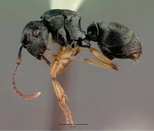 Polyrhachis pallipes specimen CASTYPE06955 image castype06955_4