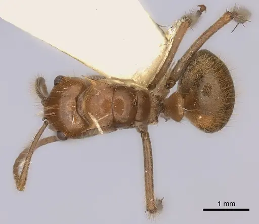 Polyrhachis parabiotica specimen CASENT0217789 image casent0217789_1