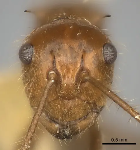Polyrhachis parabiotica specimen CASENT0217789 image casent0217789_2