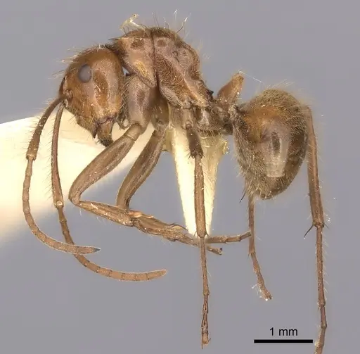Polyrhachis parabiotica specimen CASENT0217789 image casent0217789_3