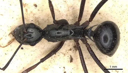 Polyrhachis paromala specimen CASENT0901818 image casent0901818_1