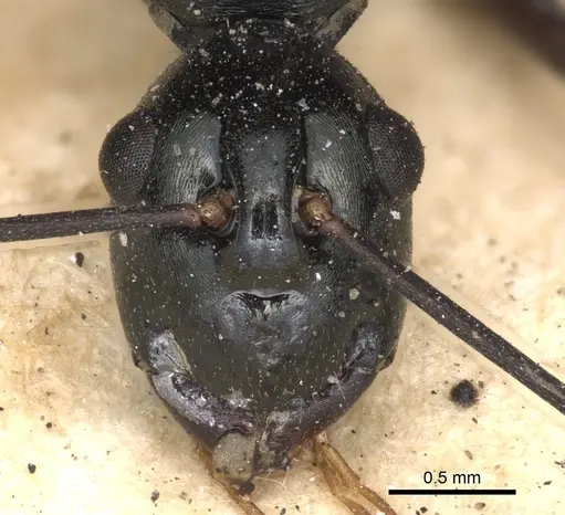 Polyrhachis paromala specimen CASENT0901818 image casent0901818_2