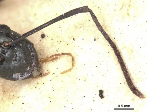 Polyrhachis paromala specimen CASENT0901818 image casent0901818_3