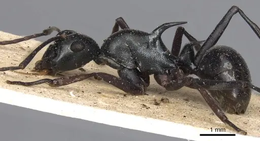 Polyrhachis paromala specimen CASENT0901818 image casent0901818_4