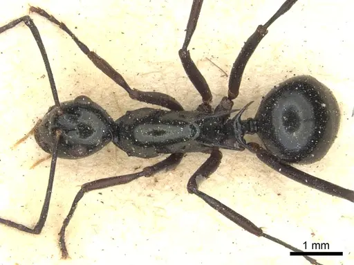 Polyrhachis paromala specimen CASENT0903378 image casent0903378_1