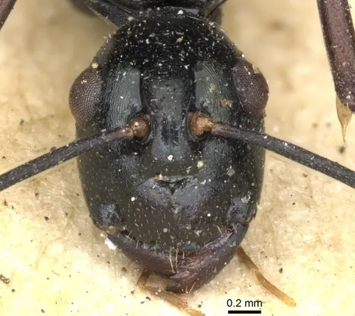 Polyrhachis paromala specimen CASENT0903378 image casent0903378_2