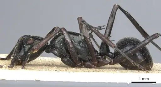 Polyrhachis paromala specimen CASENT0903378 image casent0903378_3
