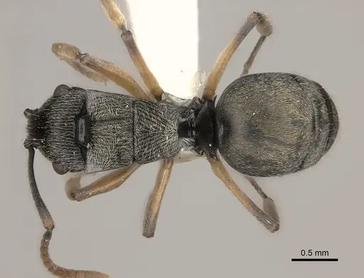 Polyrhachis parva specimen CASENT0217436 image casent0217436_1