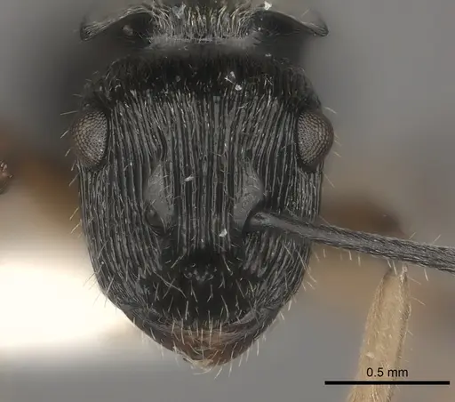 Polyrhachis parva specimen CASENT0217436 image casent0217436_2
