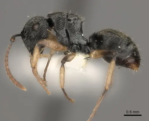 Polyrhachis parva specimen CASENT0217436 image casent0217436_3