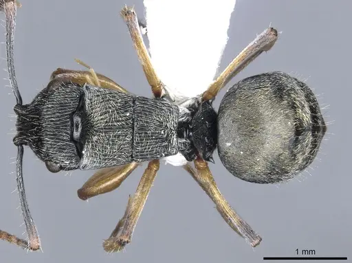 Polyrhachis parva specimen CASENT0903321 image casent0903321_1