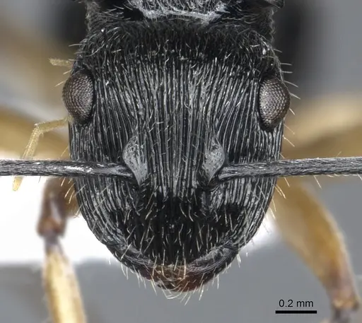 Polyrhachis parva specimen CASENT0903321 image casent0903321_2