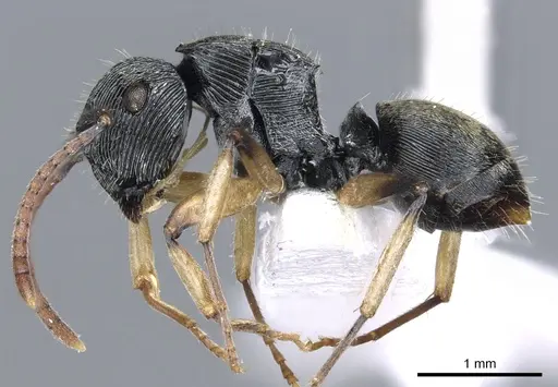 Polyrhachis parva specimen CASENT0903321 image casent0903321_3