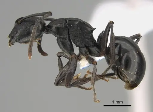 Polyrhachis patiens specimen CASENT0887766 image casent0887766_1