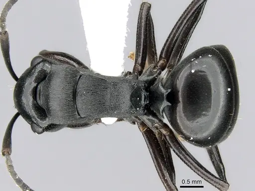 Polyrhachis patiens specimen CASENT0906559 image casent0906559_1