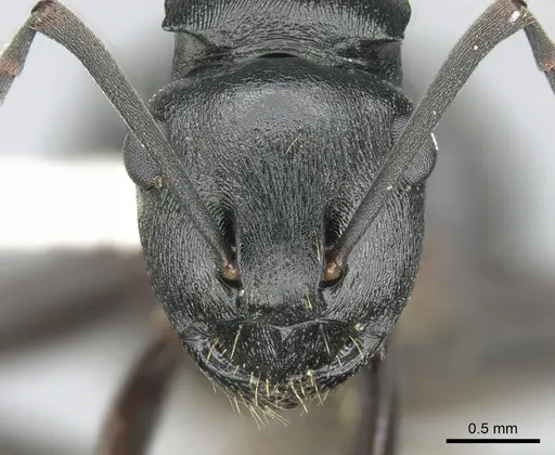 Polyrhachis patiens specimen CASENT0906559 image casent0906559_2