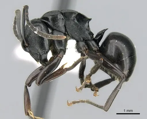 Polyrhachis patiens specimen CASENT0906559 image casent0906559_3