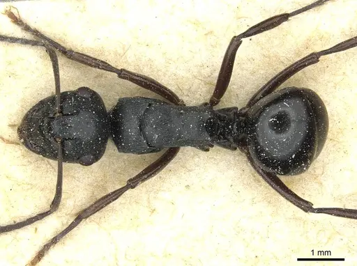 Polyrhachis patiens specimen CASENT0912093 image casent0912093_1