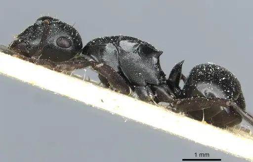 Polyrhachis patiens specimen CASENT0912093 image casent0912093_3