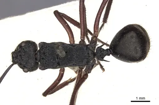 Polyrhachis paxilla specimen CASENT0901823 image casent0901823_1
