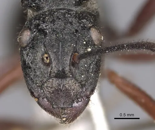 Polyrhachis paxilla specimen CASENT0901823 image casent0901823_2