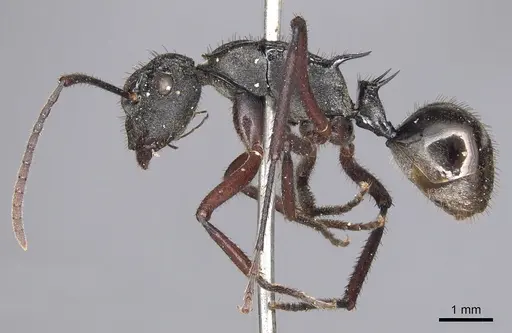 Polyrhachis paxilla specimen CASENT0901823 image casent0901823_3