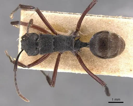 Polyrhachis paxilla specimen CASENT0905821 image casent0905821_1