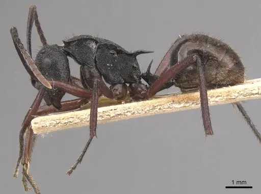Polyrhachis paxilla specimen CASENT0905821 image casent0905821_3