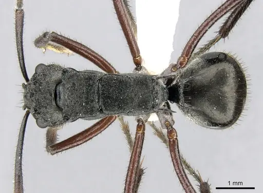 Polyrhachis paxilla specimen CASENT0906590 image casent0906590_1