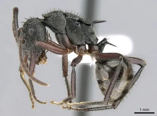 Polyrhachis paxilla specimen CASENT0906590 image casent0906590_3