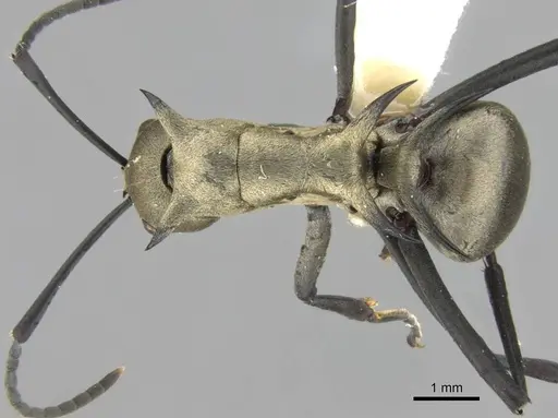 Polyrhachis pellita specimen CASENT0906777 image casent0906777_1