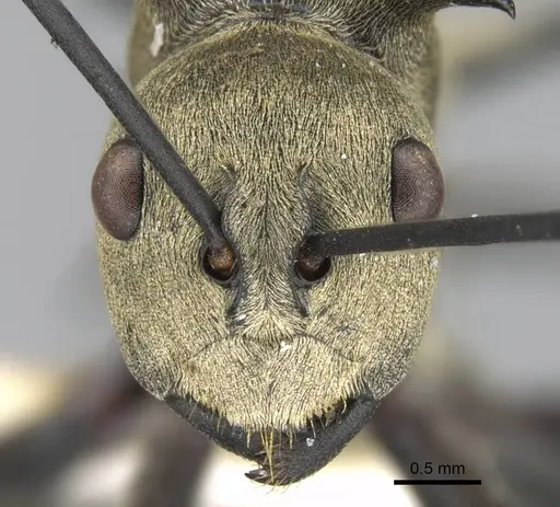 Polyrhachis pellita specimen CASENT0906777 image casent0906777_2