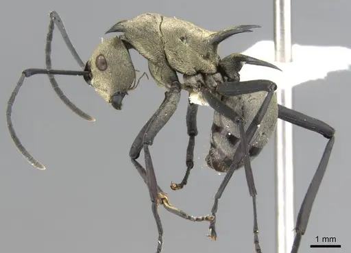 Polyrhachis pellita specimen CASENT0906777 image casent0906777_3