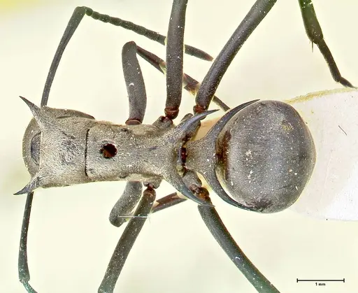 Polyrhachis pellita specimen FOCOL2643 image focol2643_1