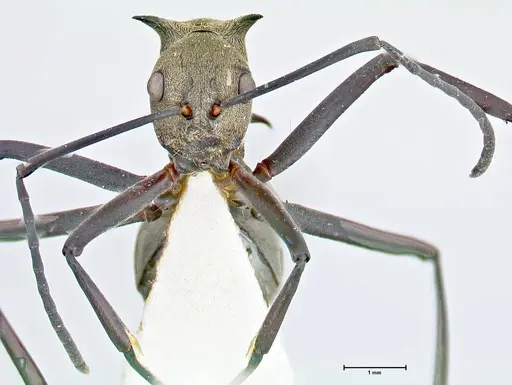 Polyrhachis pellita specimen FOCOL2643 image focol2643_2