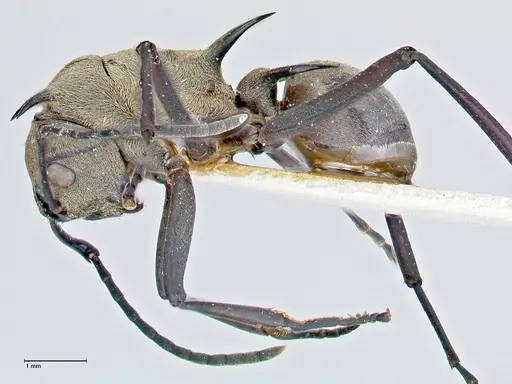 Polyrhachis pellita specimen FOCOL2643 image focol2643_3