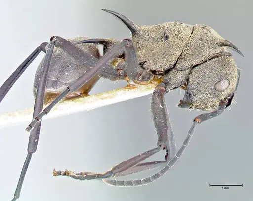Polyrhachis pellita specimen FOCOL2643 image focol2643_4