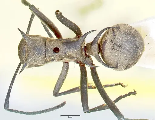 Polyrhachis pellita specimen FOCOL2644 image focol2644_1