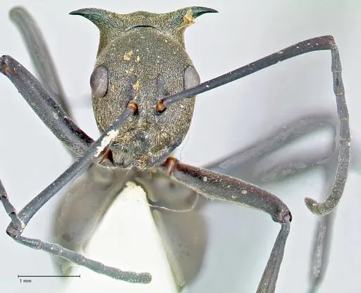 Polyrhachis pellita specimen FOCOL2644 image focol2644_2