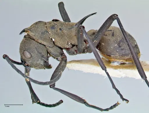 Polyrhachis pellita specimen FOCOL2644 image focol2644_3