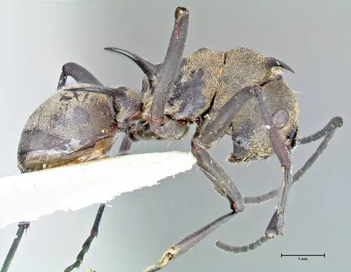 Polyrhachis pellita specimen FOCOL2644 image focol2644_4