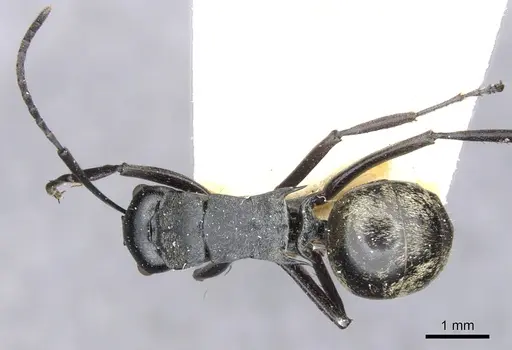 Polyrhachis penelope specimen CASENT0903337 image casent0903337_1