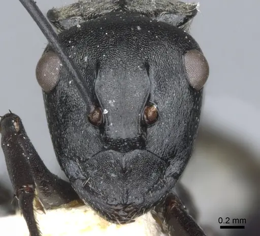 Polyrhachis penelope specimen CASENT0903337 image casent0903337_2