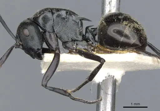Polyrhachis penelope specimen CASENT0903337 image casent0903337_3
