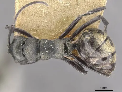 Polyrhachis penelope specimen CASENT0910806 image casent0910806_1