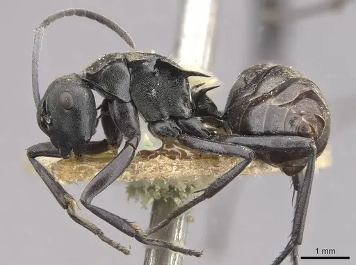 Polyrhachis penelope specimen CASENT0910806 image casent0910806_3