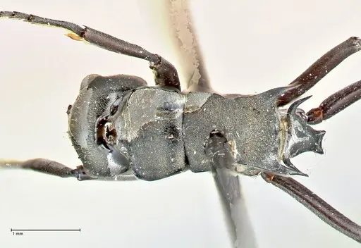 Polyrhachis penelope specimen FOCOL2593 image focol2593_1