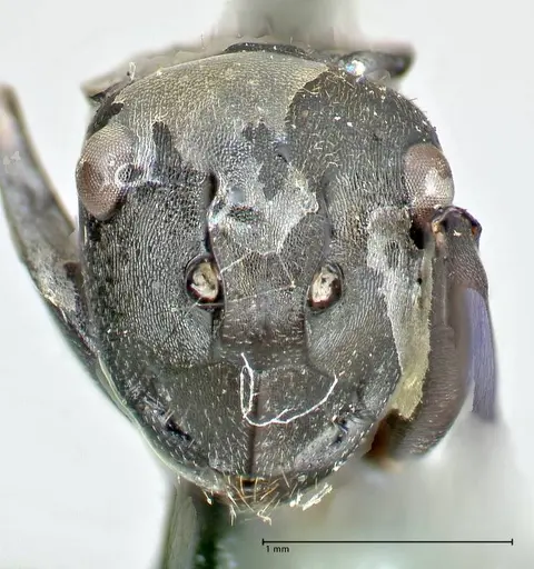 Polyrhachis penelope specimen FOCOL2593 image focol2593_2
