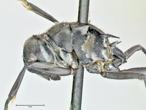 Polyrhachis penelope specimen FOCOL2593 image focol2593_3