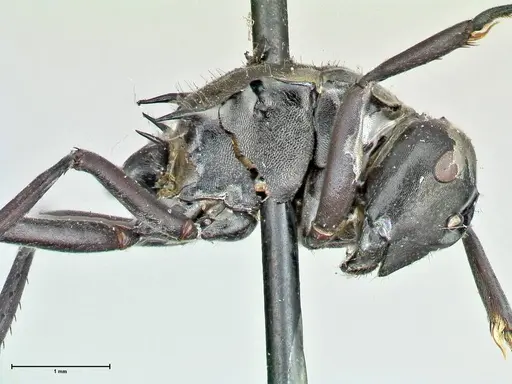 Polyrhachis penelope specimen FOCOL2593 image focol2593_4